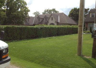 Hedge Trimming