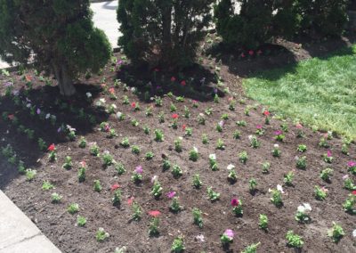 Annual Planting